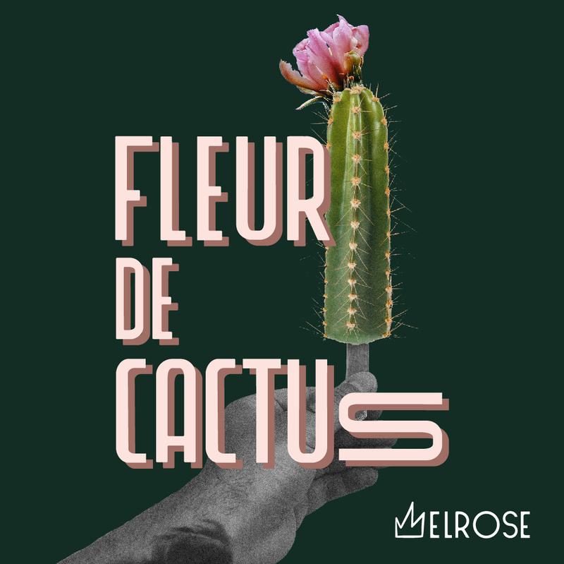 Fleur de cactus King Melrose